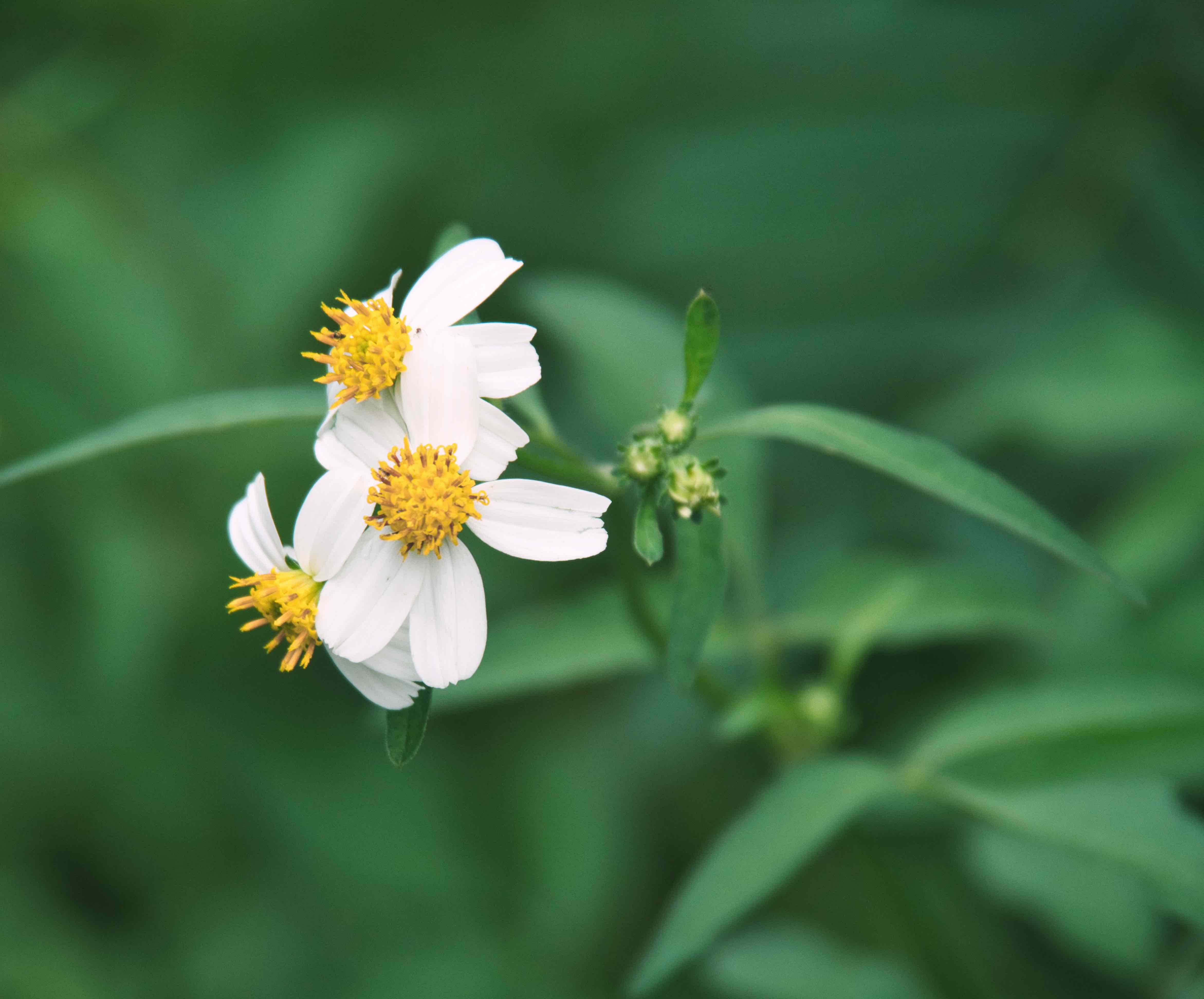 小花